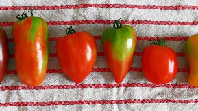 Sechs Tomaten liegen nebeneinander auf einem Küchentuch